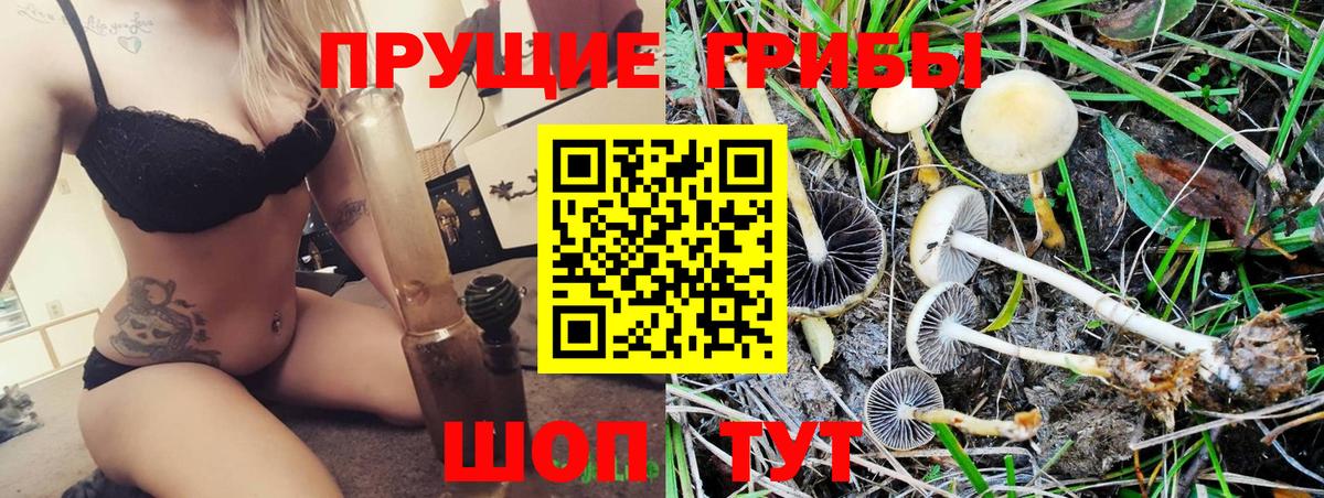 Выборг  Псилоцибиновые грибы Psilocybine cubensis  Вход с VPN 